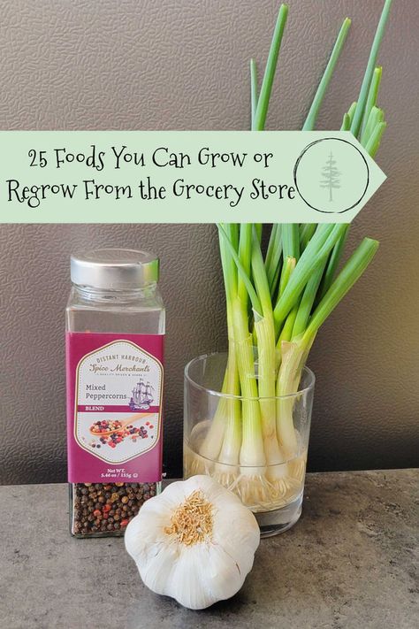 25 Foods You Can Grow or Regrow From the Grocery Store Canning From Grocery Store, Kitchen Upcycle, Growing Chives, Growing Parsley, Regrow Vegetables, Gardening For Dummies, Grocery Store Items, How To Store Garlic, Growing Onions