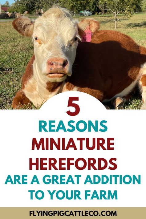 Learn 5 amazing reasons to add miniature herefords to your farm, ranch or backyard homestead! #cattle #homestead #farm