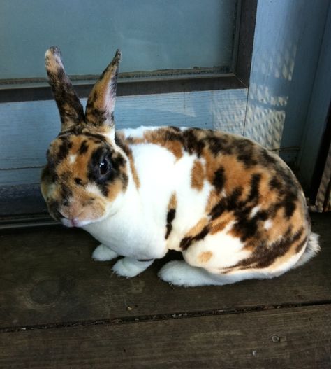 Mini Rex Bunnies, Calico Rabbit, Rex Bunny, Rex Rabbits, Bunny Colors, Benny And Joon, Mini Rex Rabbit, Crazy Bunny Lady, Lady Marmalade