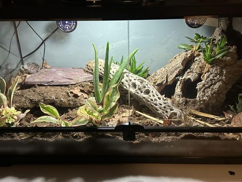 Bioactive Leopard Gecko Enclosure, Leopard Gecko Habitat Ideas 20 Gallon, Gargoyle Gecko Enclosure, Leopard Gecko Bioactive Tank, Bioactive Leopard Gecko Tank, Leopard Gecko Habitat Ideas, Leopard Gecko Terrarium Ideas, Leopard Gecko Cage, Leopard Gecko Setup