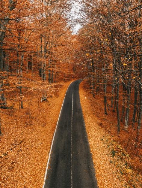 Sinaia, Romania Romania, Country Roads, Road, Travel