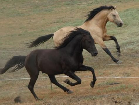 Horses are smart, majestic creatures. Except for the ones that aren't. Twitter user @mckellogs has just posted a thread, portraying the way their family are preparing for the impending snowmageddon, and it's their horse Tango that needs the most attention. Wild Horses Photography Running, Wild Horse Photography, Horse Majestic, Horse In Field, Horses Funny, Buckskin Horse, Horse Herd, Funny Horse Pictures, Wild Horses Photography