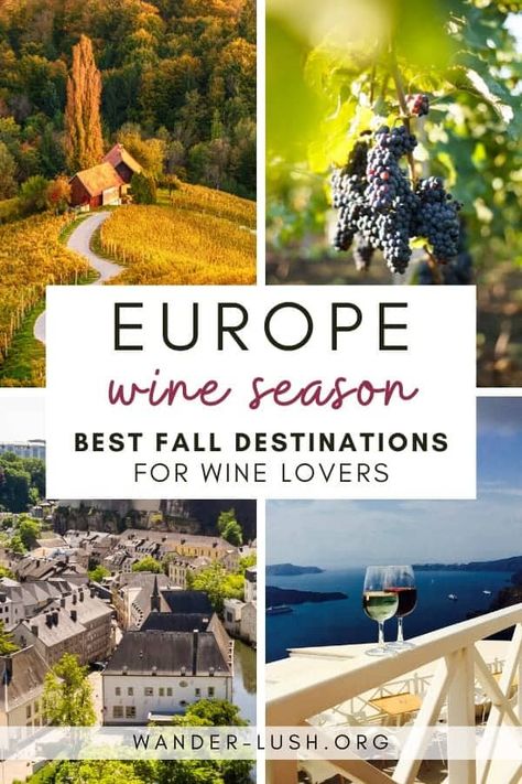 Festivals, open cellars, wine trails and old-fashioned grape picking – here are 18 of the best places in Europe to visit during wine harvest season. Europe In October, Europe In September, Grape Picking, Rioja Wine, Rhine Valley, Fall Destinations, Best Places In Europe, Hiking Ideas, Wine Tourism