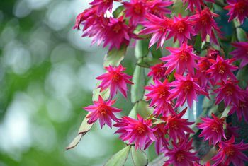 Christmas Cactus Care, Christmas Cactus Plant, Cactus Christmas, Easter Cactus, Thanksgiving Cactus, Holiday Cactus, Garden Nook, Cactus Care, Cactus Planta