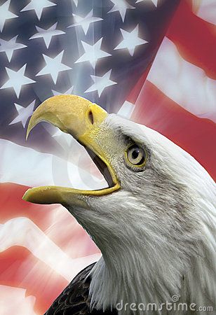 Patriotic Symbols of The United States of America. Aigle Royal, Patriotic Symbols, Background 4k, Eagle Pictures, Bald Eagles, American Bald Eagle, I Love America, United States Flag, The American Flag