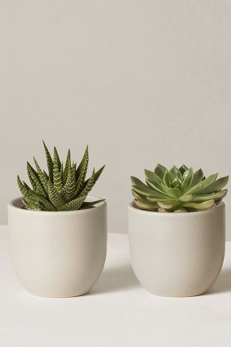 12 Winter Houseplants That Can Survive (and Thrive) Through the Coldest Months #purewow #plants #winter #shopping #home Plant Parenthood, Types Of Succulents, Easy Care Plants, Low Light Plants, Houseplants Indoor, Summer Plants, Perfect Plants, Fall Plants, Monthly Subscription