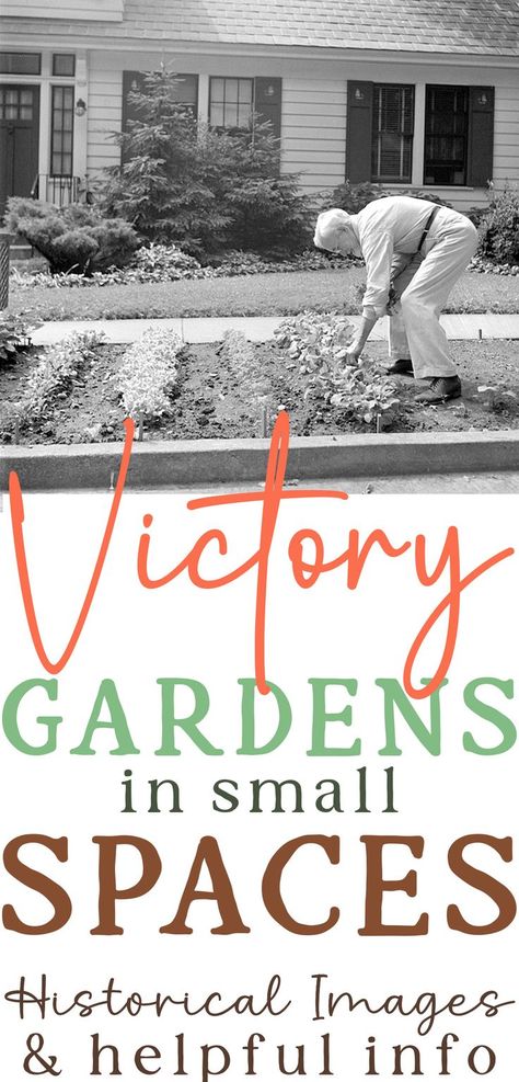 a black & white image of a man tending a victory garden growing between the sidewalk and curb strip in front of his house with text that reads victory gardens in small spaces historical images and helpful info Gardening In Small Spaces, Victory Gardens, Backyard Gardens, Victory Garden, Garden Help, Small Space Gardening, Garden Features, Backyard Garden, The History