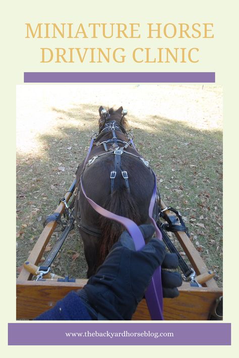 Ever thought about all the fun you could have learning to drive a miniature horse? Travel along with one backyard horse keeper as she attends a miniature horse-driving clinic. Miniature Horse Driving, Miniature Horse Barn, Horse Driving, Horse Travel, Tack Room Organization, Farm Management, Horseback Riding Tips, Mini Barn, Mini Horses