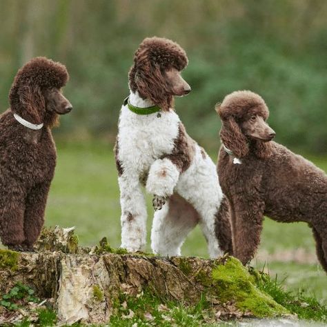 Poodle Colors: 12 Amazing Color Variations From Common To Rare Poodle Colors, Phantom Poodle, Silver Poodle, Parti Poodle, Red Poodles, Akc Breeds, Dog Breeds List, Toy Dogs, Popular Dog Breeds