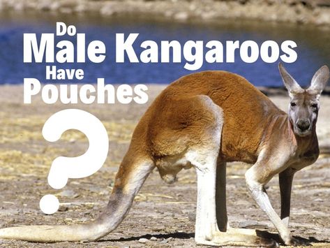 Do male kangaroos have pouches Kangaroo Spiritual Meaning, Funny Kangaroo Pictures, Buff Kangaroo, Male Kangaroo, Kangaroo Photo, Tasmanian Tiger, Kangaroo Pouch, Animal Facts, Kangaroo