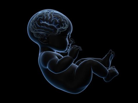 The Baby Brain - First Scan Pregnancy Illustration, Brain Scan, Maternal Health, Memory Problems, Brain Science, Brain Development, Science News, Black N White Images, Prenatal