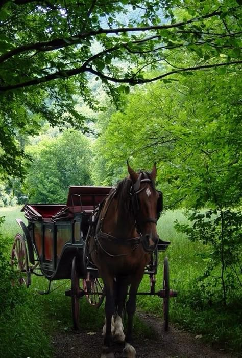 Horse And Carriage Aesthetic, Carriages Aesthetic, Horse Carriage Aesthetic, The Beast Of Gevaudan, Horse And Carriage Wedding, Amish Wedding, Hay Wedding, Horse And Wagon, Dutch Mill