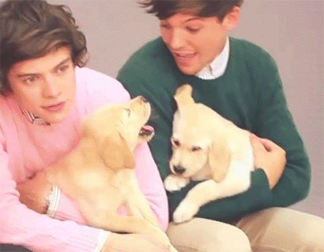 In fact, we think Harry Styles should have a puppy with him at all times Princess Parking, Harry And Louis, Louis Harry, One Direction Photos, Harry Louis, Louis And Harry, Louis Williams, 1d And 5sos, I Love One Direction