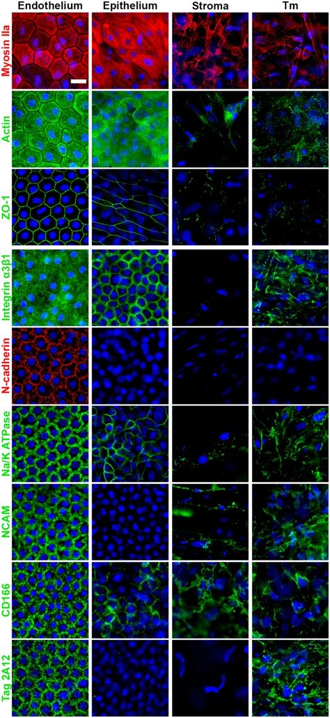 3D map of the human corneal endothelial cell | Scientific Reports Endothelial Cells, Confocal Microscopy, 3d Mapping, 3d Map, Structure And Function, Cell Therapy, The Cell, Stem Cells, In 3d