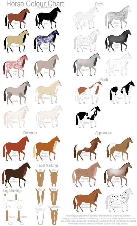 Horse Color Chart, Horse Colours, Livestock Judging, Horse Clothes, Horse Markings, Horse Lessons, Horse Coat Colors, Horse Facts, Horse Riding Tips