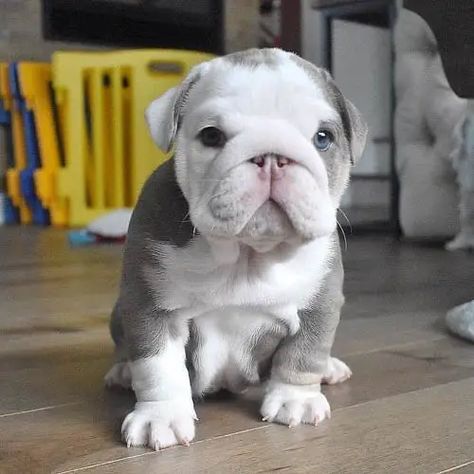 English Bulldog Colors: A Complete List of All Coat Colors 4 Teacup English Bulldog, Rottweiler Love, English Bulldog Puppy, English Bulldog Puppies, Bulldog Puppies, English Bulldog, Rottweiler, Bulldog, Puppies