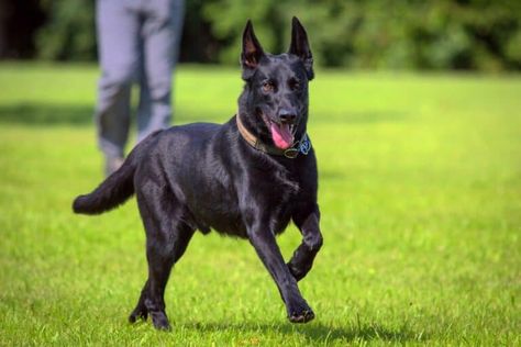 Black Belgian Malinois: Can Belgian Malinois Have Black Coats? Black Malinois, Black Belgian Malinois, Personal Protection Dog, Belgian Malinois Puppies, Socializing Dogs, Malinois Puppies, Belgian Sheepdog, Belgian Malinois Dog, Black Puppy