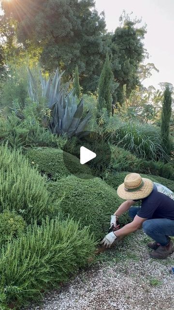 Brenton Roberts on Instagram: "So satisfying cleaning up the prostrate Rosemary on the front bank. I’ve tried to give it a wave shape in keeping with my the English box balls. Tapping into a little @willgibsongardens on this one #landscaping #gardendesign #art #trimming #topiary #hedges #raybrodiecottage #plantchoice #plants #garten #jardin" Rosemary In Landscaping, Rosemary Garden Landscapes, Garden Bank Ideas, Rosemary Bush Landscaping, Rosemary Plant Landscaping, Rosemary Landscape, Rosemary Landscaping, Boxwood Landscaping Front Yard, Planting Hedges