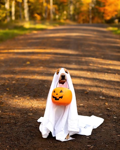 Ghost Golden Retriever, Dog Ghost Costume Photoshoot, Dog Ghost Costume, Halloween Ghost Costume, Ghost Trend, Dogs Pics, Costume For Dogs, Fall Animals, Dog Ghost