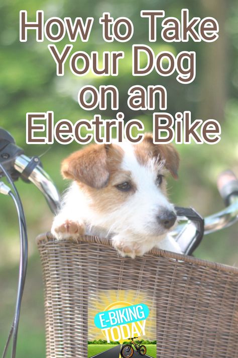 How to Take Your Dog on an Electric Bike Electric Bike Accessories, E Bike Accessories, Bicycle Dog Carrier, Dog Bike Carrier, Dog Bike Basket, Bike Gadgets, Bike Hacks, Bike Cart, Electric Cargo Bike