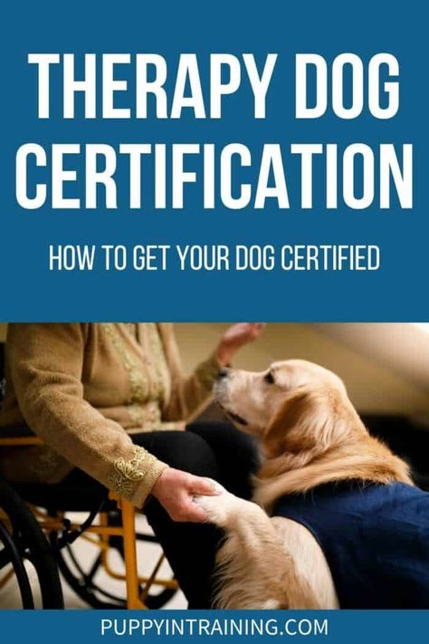 Therapy Dog Certification: How To Get Your Dog Certified - Golden Retriever in jacket giving paw. - As a dog trainer, people often ask me how their dogs can become certified therapy dogs. They want to show the world how great their dogs are--as well as help others. Merle Great Danes, Therapy Dog Training, Dog At Home, Emotional Support Dog, Fun Brain, Therapy Dog, Therapy Animals, Puppy Training Tips, Train Your Dog