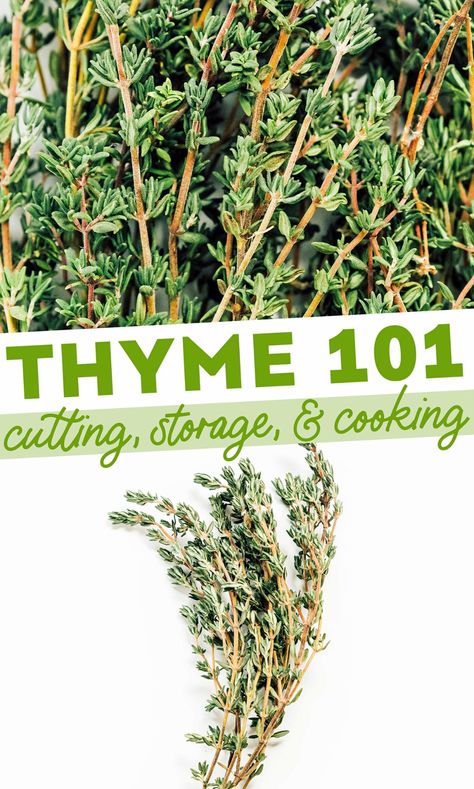 Thyme Herb, Healthy Budget, Cooking Herbs, Thyme Recipes, Kitchen Herbs, Healthy Recipes On A Budget, Herbal Apothecary, Savory Vegan, What To Use