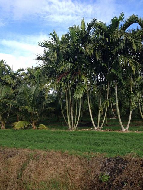 Alexander Palms. I love how they look when grouped together. This is a great idea for outside the wall in front of the house. Latin name is ptychosperma elegans. Alexander Palm, Alexander Palms, French Gardens, Backyard Landscape, French Garden, Tropical Flowers, Backyard Landscaping, Beautiful Gardens, Ghana