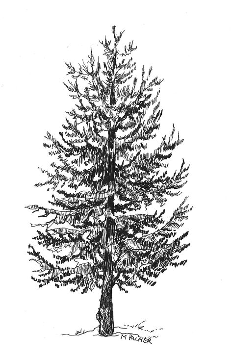 Black Pen Tree Drawing, Pine Tree Pen Drawing, Pine Tree Ink Drawing, Tree Drawing Pen, Tree Pen Drawing, Pine Drawing, Ink Tree, Pine Tree Drawing, Present Drawing