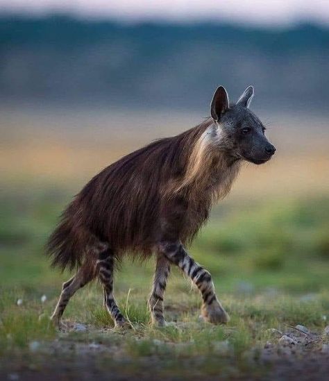 Brown hyena, or strandwolf Is a species of hyena found in Namibia, Botswana, western and southern Zimbabwe, southern Mozambique and South Africa. It is the only extant species in the genus Parahyaena. Photo 📸 @Christophe JOBIC Brown Hyena, Striped Hyena, Rare Species, Interesting Animals, Cool Animals, Animal Reference, Unusual Animals, Rare Animals, Animal References