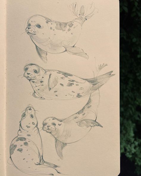 Marine Animal Sketches, Sea Lion Drawing, Ocean Creatures Drawings, Seal Sketch, Marine Doodles, Manatee Drawing, Marine Life Drawing, Seal Drawing, Sea Drawing