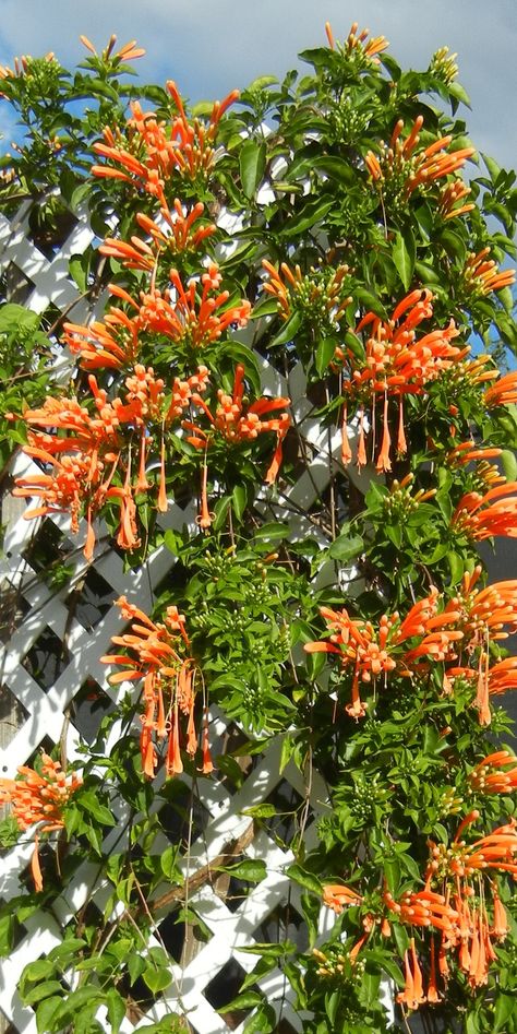 Florida Flame Vine Lilly Garden Ideas, Pyrostegia Venusta, Flame Vine, Orange Lilly, Outdoor Flowering Plants, Lilly Garden, Flower Gardening Ideas, Tropical Backyard Landscaping, Bali Garden