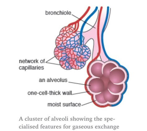 Alveoli (air sacs) massively increase the surface area of the lungs for diffusion. Alveoli Drawing, Alveoli Diagram, Human Respiratory System, Biology Diagrams, Medical Assistant Student, Natural Decongestant, Biology Revision, Study Stuff, Too Much Estrogen