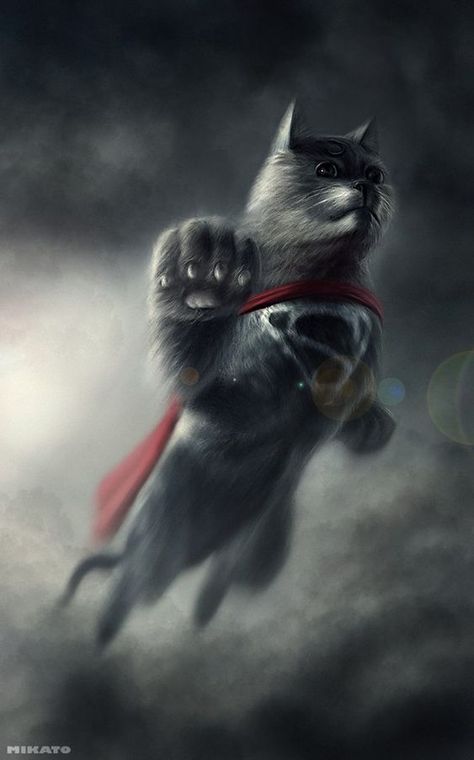 Gatos Cool, Super Cat, Cat Character, Cat People, Weird Animals, Cat Illustration, Crazy Cat Lady, Crazy Cats, Cat Pics