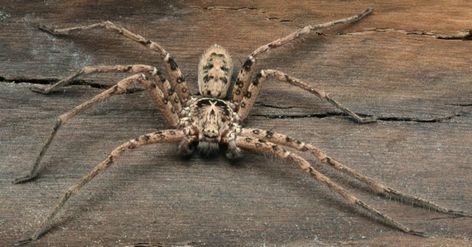 Biggest Spider, Giant Huntsman Spider, Brazilian Wandering Spider, Wood Spider, Dangerous Spiders, Funnel Web Spider, Huntsman Spider, Arachnids Spiders, Huge Spiders