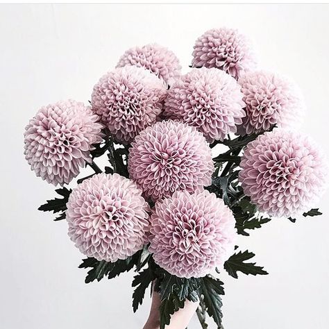 Pom Pom Chrysanthemum, Girl Workout, Stylish Makeup, Chrysanthemum Flower, Buttercream Flowers, Instagram Wedding, Sydney Wedding, My Followers, Eyes Model