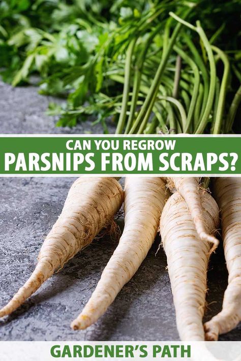 A close up vertical image of a bunch of Pastinaca sativa roots with the tops still attached set on a dark gray surface. Growing Parsnips, Herbs Growing, Big Tasty, Green Backyard, Indoor Vegetables, Kitchen Scraps, Vegetable Benefits, Gardening Vegetables, Garden Layout Vegetable