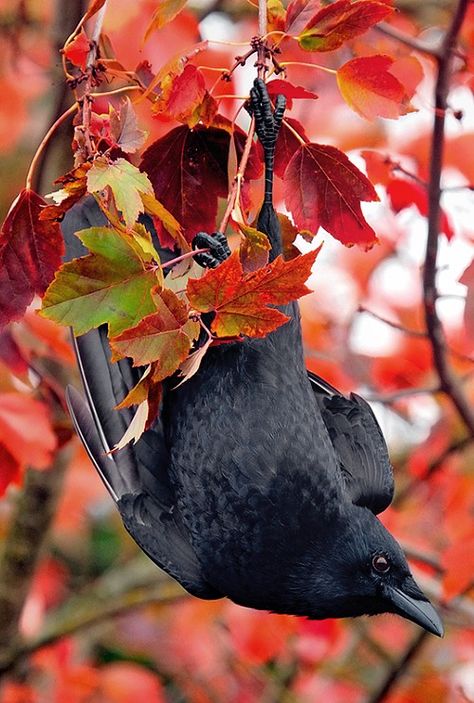 Crow Bird, Jackdaw, Raven Art, Crows Ravens, Red Leaves, Arte Inspo, Foto Art, Pretty Birds, Kraken