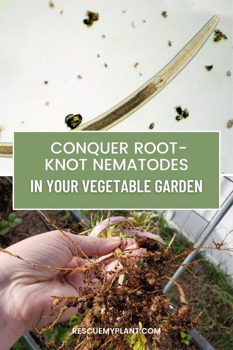 Discover effective strategies to manage root-knot nematodes in your vegetable garden. Learn organic approaches, soil health tips, and innovative techniques for a thriving garden. Say goodbye to wilted plants and hello to a bountiful harvest! #nematodes #vegetablegardening Root Knot Nematodes, Thriving Garden, Bountiful Harvest, Soil Health, Vegetable Gardening, Vegetable Garden, Gardening Tips, Health Tips, Soil