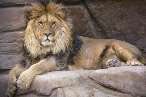 Lions Photography, Lion Dynamic Pose, Lion Lying Down, Lion Pose Reference, Lion Poses, Lion Laying Down, Lion Reference, Animal Poses Reference, Lion Side View