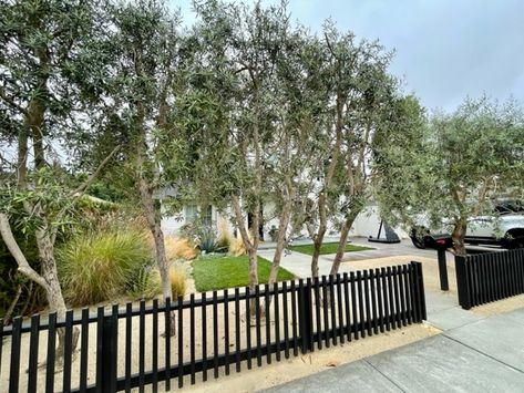 Short Fence Ideas for Privacy, Community or Boundary! Short Fence Ideas, Evergreen Magnolia, Redwood Fence, Short Fence, Crepe Myrtle Trees, Black Fence, Myrtle Tree, Boxwood Hedge, Rail Fence