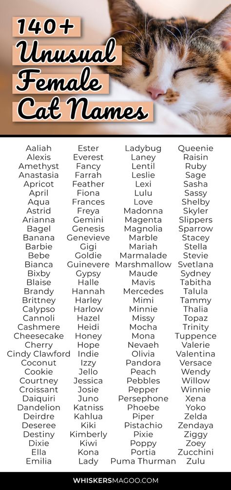 140+ Unusual Female Cat Names for Unique Kitties - Whiskers Magoo Good Cat Names, Cat Names Girl, Cute Kitten Names, Kitten Names Unique, Grey Cat Names, Names For Cats, Girl Cat Names, Unique Cat Names, Warrior Cat Names