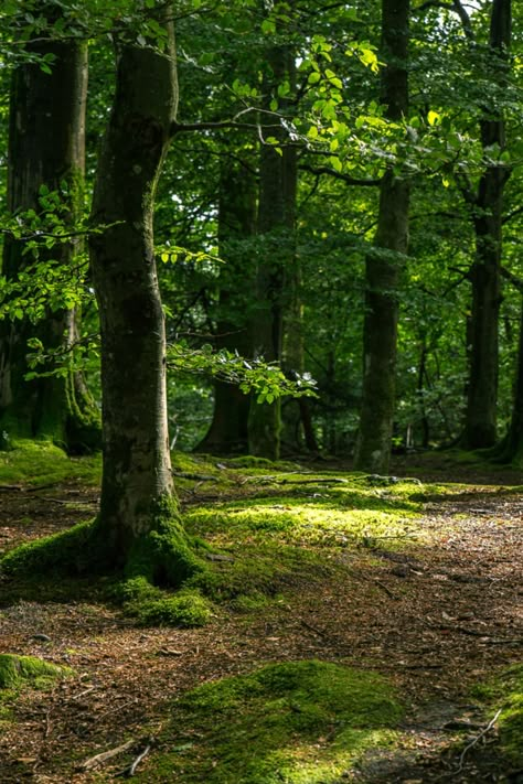 Open Forest Landscape, Forest Clearing Photography, Forest Opening, Forest Reference, English Forest, Forest Ground, Dry Forest, Forest Images, Relaxing Photos