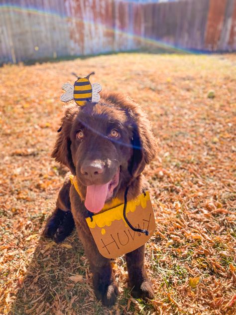 Honey Pot Costume, Honey Costume, Dog Parade, Pets Photos, Dog Costume, Trunk Or Treat, Honey Pot, Pooh Bear, Dog Dresses