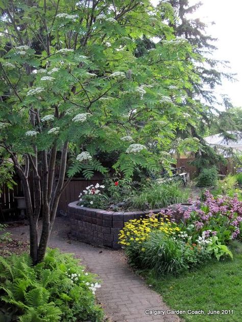 Zone 5 Plants, Mountain Ash Tree, Sorbus Aucuparia, Growing In Pots, Small Trees For Garden, Naturalistic Garden, Habitat Garden, Rowan Tree, Mountain Ash