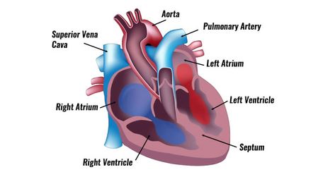 The heart is a strong, powerful organ, pumping continuously without resting. Its function is to pump blood to the lungs and around the body. Tetralogy Of Fallot, Human Heart Anatomy, Interventional Cardiology, Cat Diseases, Congenital Heart Defect, Heart Anatomy, Heart Defect, 1 Percent, Congenital Heart