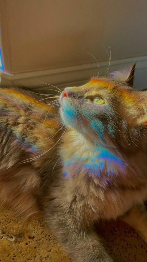 Cat Rainbow, Cat With Rainbow, Rainbow Cat, Cute Cats Photos, Gorgeous Cats, Silly Cats Pictures, Pretty Animals, Cat Aesthetic, Funny Cute Cats