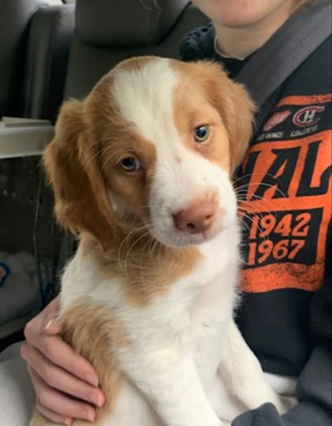 Brittany Puppy, Britney Spaniel Dog, Brittany Spaniel Puppy, Britney Spaniel, Brittney Spaniel, Brittany Spaniel Puppies, Brittany Puppies, Brittany Spaniel, Spaniel Puppies