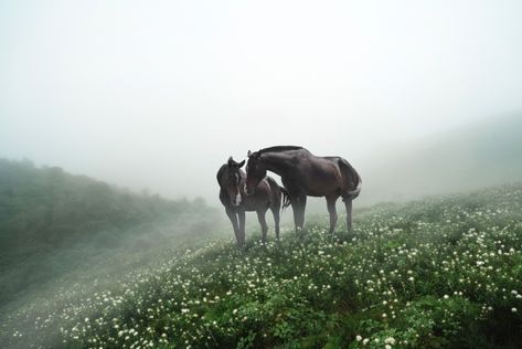 Petros Koublis Horse Desktop Wallpaper, Wallpaper Horse, Planet Song, Delta Breezes, Sufi Mystic, Photography New York, Pc Wallpaper, Aesthetic Desktop Wallpaper, Horse Photography