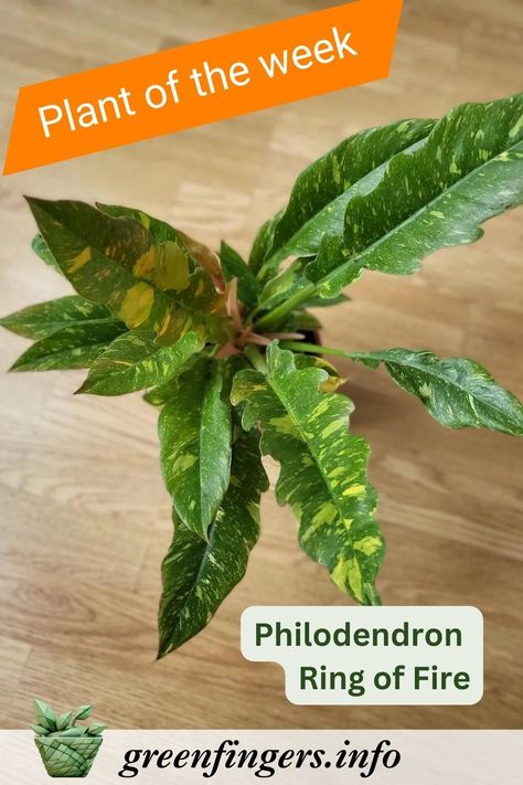 The Philodendron Ring of Fire is a showstopper in any indoor garden. Its long, serrated leaves boast a stunning mix of colors—ranging from vibrant greens to fiery oranges and reds. This plant’s dynamic appearance adds an exotic touch to your space, making it a conversation starter for anyone who visits. Ring Of Fire Philodendron, Prince Orange Philodendron, Imperial Red Philodendron, Philodendron Prince Of Orange, Planting Zones Map, Philodendron Ring Of Fire, Philodendron Luxurians, Calathea Orbifolia, Mix Of Colors