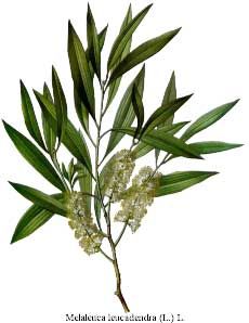 Tea Tree Oil - Herb Uses, Side Effects and Health Benefits Tiredness Remedies, Tea Tree Oil Uses, Organic Deodorant, Healing Plants, Herbal Healing, Natural Teas, Melaleuca Alternifolia, Tea Tree Essential Oil, Oil Uses